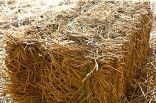 وزارت جهاد كشاورزی برای تأمین بموقع علوفه برنامه ریزی كند