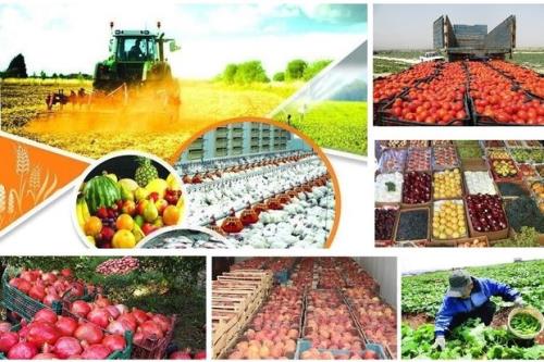 محصولات كشاورزی بیشتر از ۱۷ درصد ارزش صادرات را به خود اختصاص دادند