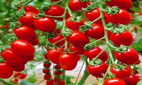 افزایش عوارض صادرات گوجه فرنگی از صفر به 6000 تومان