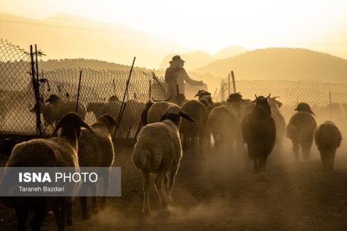 کوچ 252 هزار خانوار عشایر در کشور