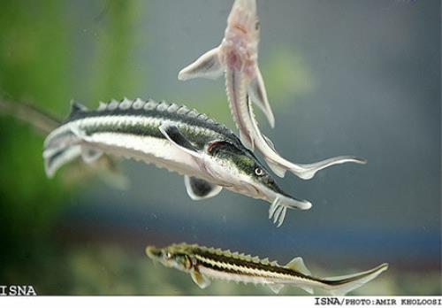 بزرگ ترین طرح پرورش ماهیان خاویاری خوزستان به بهره برداری رسید