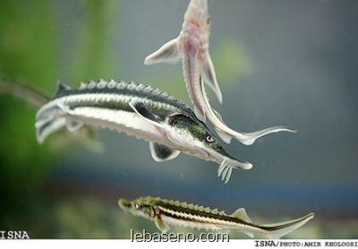 بزرگ ترین طرح پرورش ماهیان خاویاری خوزستان به بهره برداری رسید