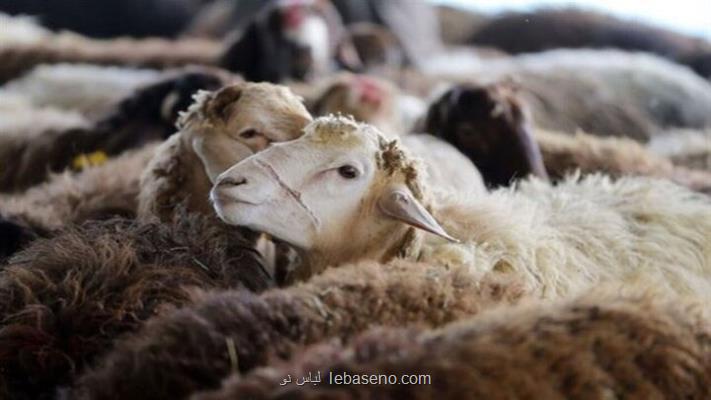 تعداد دام سبک کشور به 71 میلیون راس رسید