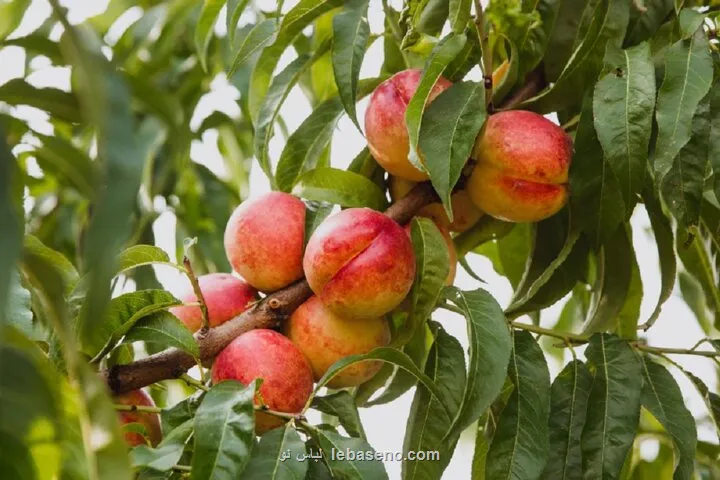 برگ ها زمان رسیدن میوه را آشکار می کنند